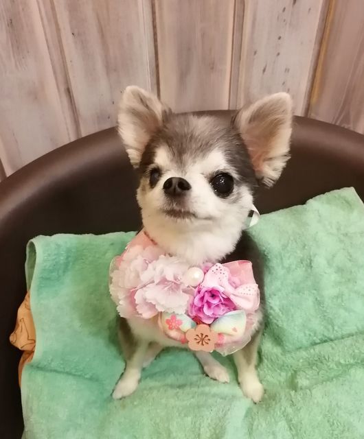 f:id:dogsalon-oluolu:20210323093242j:plain