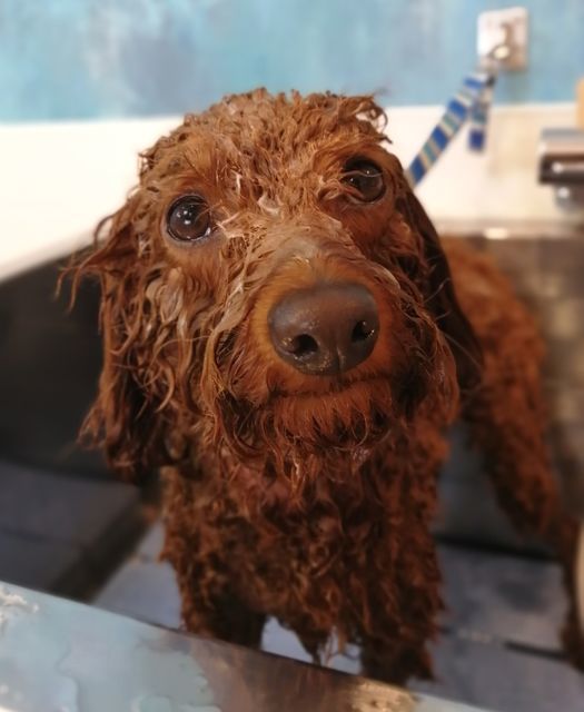 f:id:dogsalon-oluolu:20210323093258j:plain
