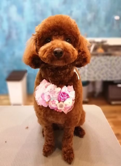 f:id:dogsalon-oluolu:20210323093306j:plain