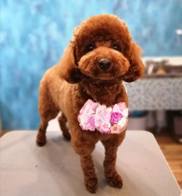 f:id:dogsalon-oluolu:20210323093316j:plain