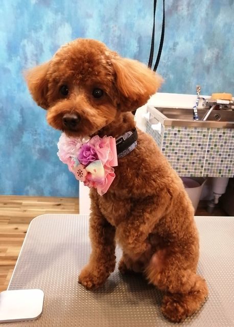 f:id:dogsalon-oluolu:20210324191123j:plain