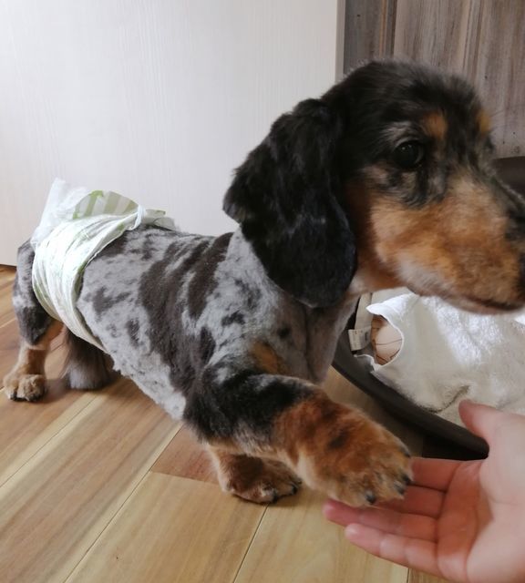 f:id:dogsalon-oluolu:20210325210801j:plain
