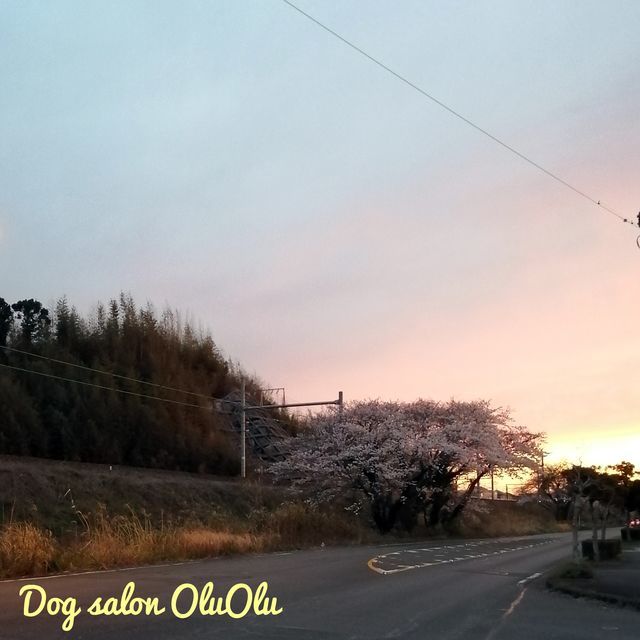 f:id:dogsalon-oluolu:20210325210934j:plain