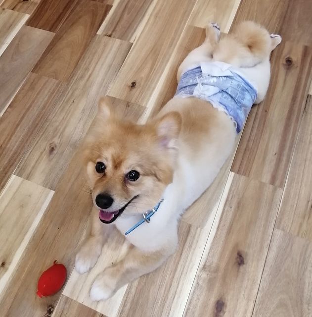 f:id:dogsalon-oluolu:20210328074015j:plain
