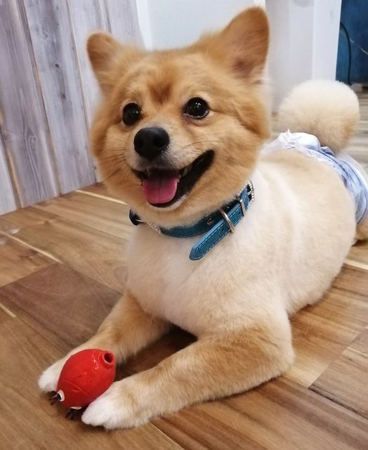 f:id:dogsalon-oluolu:20210328074033j:plain