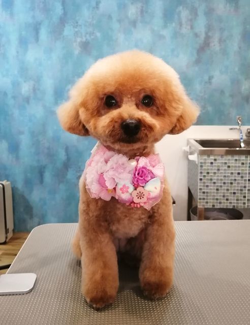 f:id:dogsalon-oluolu:20210328074056j:plain
