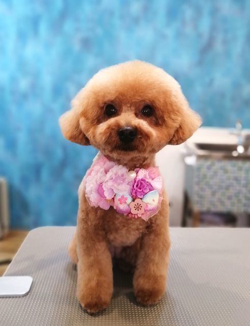 f:id:dogsalon-oluolu:20210328074113j:plain