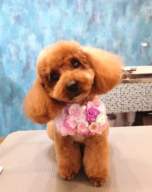 f:id:dogsalon-oluolu:20210328074127j:plain