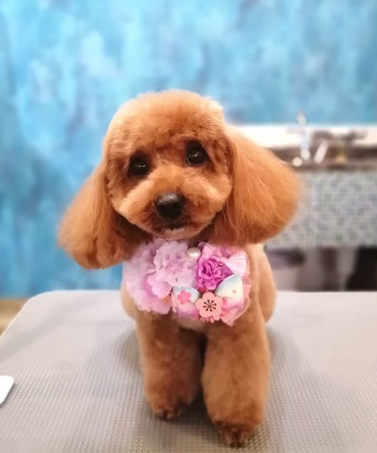 f:id:dogsalon-oluolu:20210328074145j:plain
