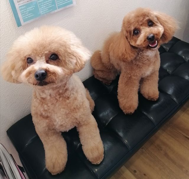 f:id:dogsalon-oluolu:20210328074157j:plain