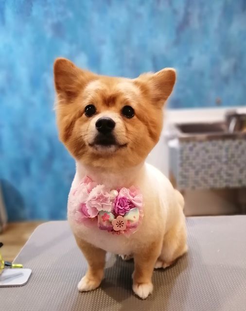 f:id:dogsalon-oluolu:20210328074301j:plain