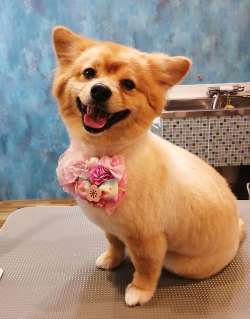 f:id:dogsalon-oluolu:20210328074317j:plain