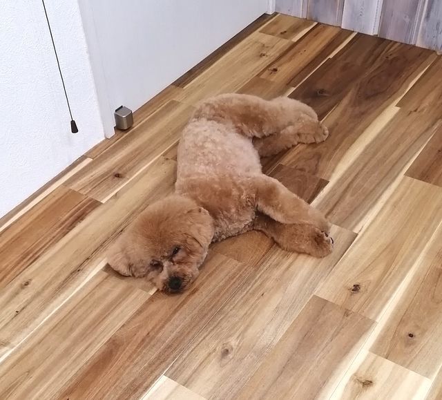 f:id:dogsalon-oluolu:20210328074337j:plain