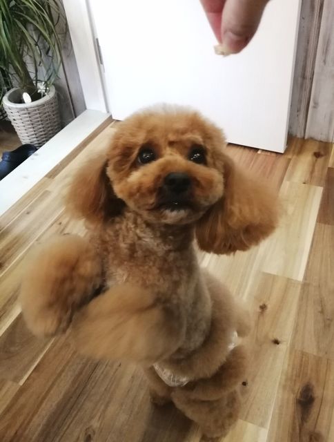 f:id:dogsalon-oluolu:20210328074414j:plain
