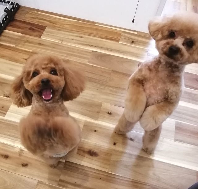 f:id:dogsalon-oluolu:20210328074435j:plain