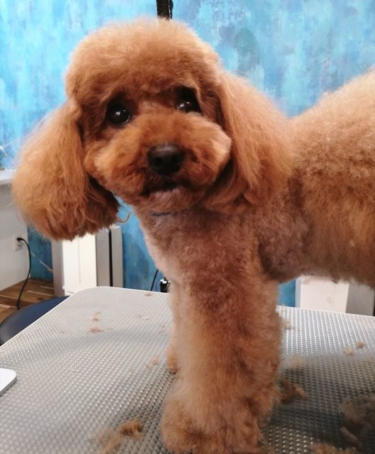f:id:dogsalon-oluolu:20210328074455j:plain