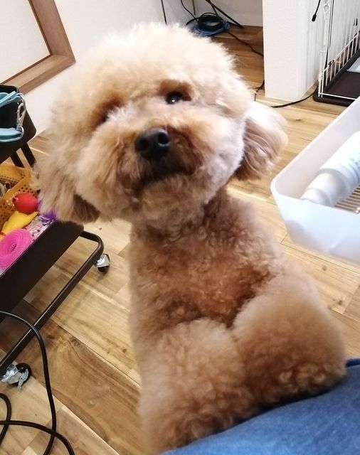 f:id:dogsalon-oluolu:20210328074519j:plain