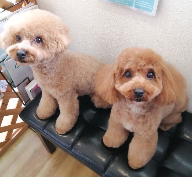 f:id:dogsalon-oluolu:20210328074542j:plain