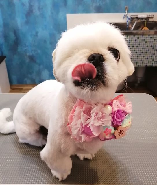 f:id:dogsalon-oluolu:20210330011345j:plain