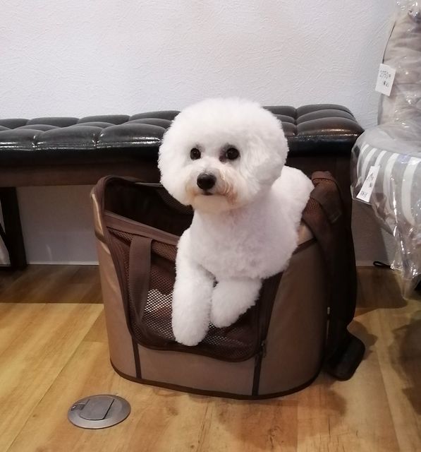 f:id:dogsalon-oluolu:20210330011603j:plain