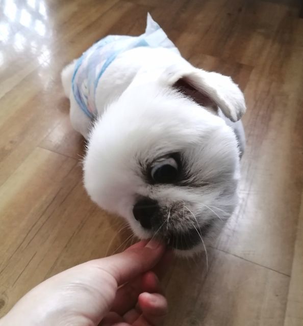 f:id:dogsalon-oluolu:20210330011615j:plain