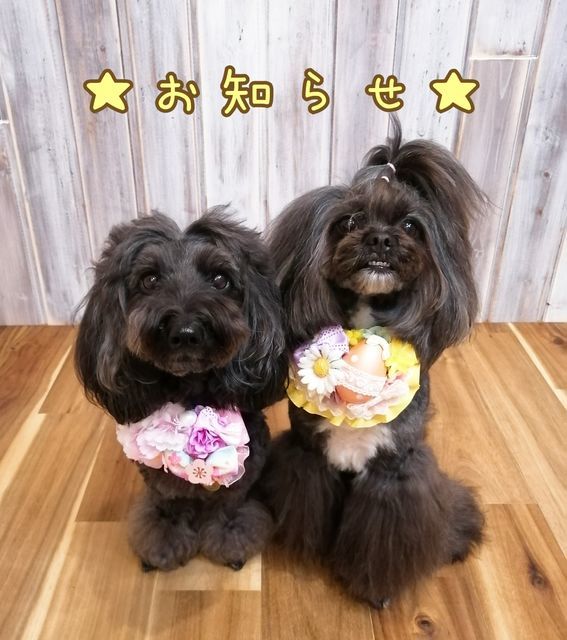 f:id:dogsalon-oluolu:20210401175219j:plain