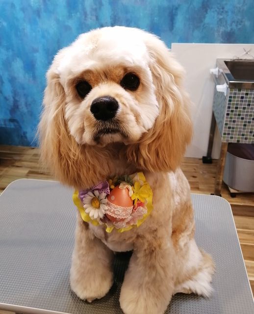 f:id:dogsalon-oluolu:20210404004159j:plain