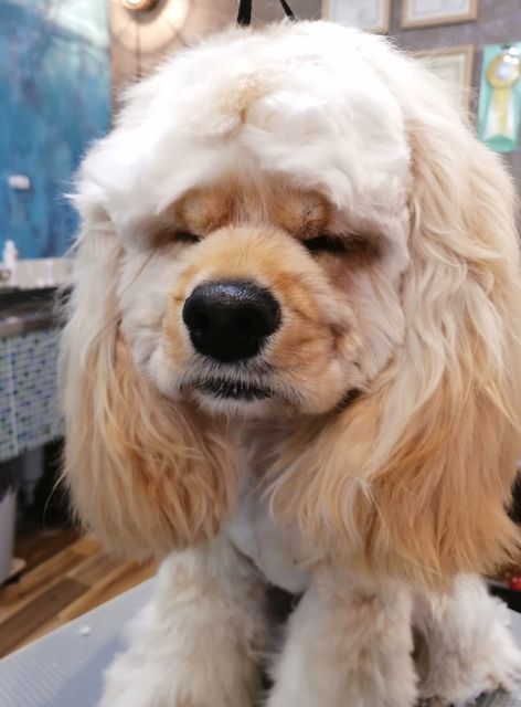 f:id:dogsalon-oluolu:20210404004222j:plain