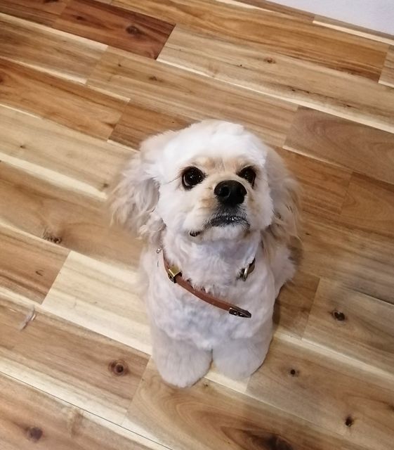 f:id:dogsalon-oluolu:20210404004444j:plain