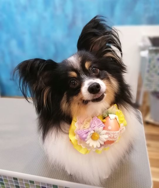 f:id:dogsalon-oluolu:20210405155348j:plain