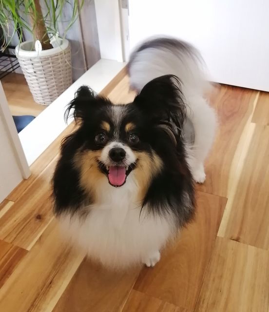 f:id:dogsalon-oluolu:20210405155443j:plain
