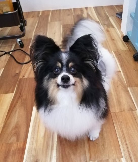 f:id:dogsalon-oluolu:20210405155502j:plain