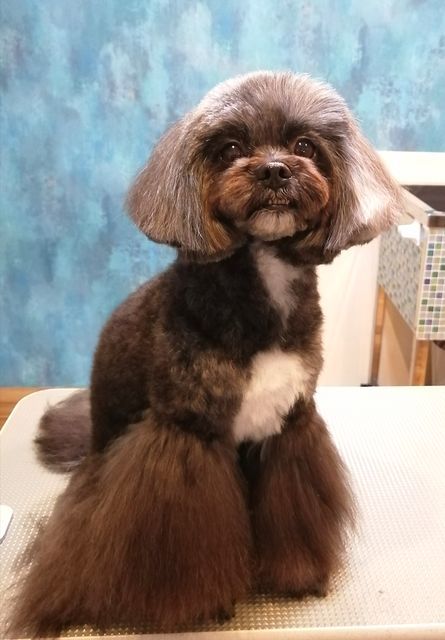 f:id:dogsalon-oluolu:20210416095446j:plain