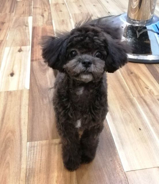 f:id:dogsalon-oluolu:20210421172402j:plain