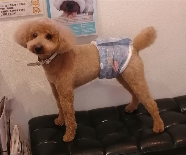 f:id:dogsalon-oluolu:20210430084221j:plain