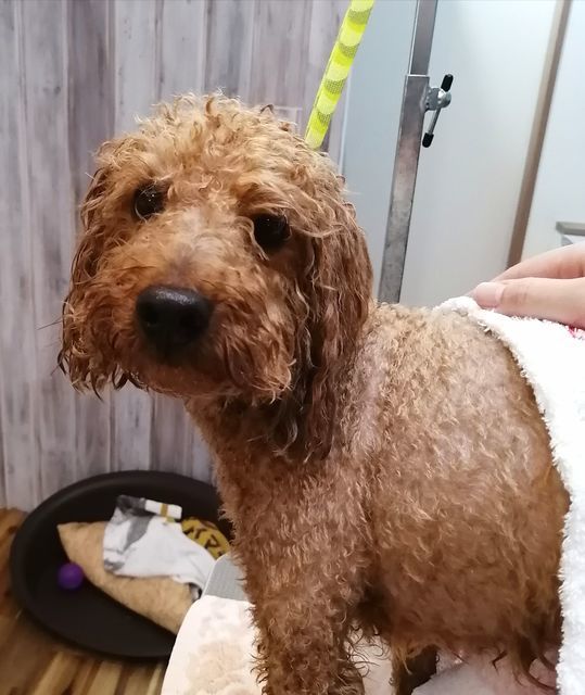 f:id:dogsalon-oluolu:20210430084343j:plain