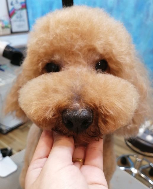 f:id:dogsalon-oluolu:20210430084357j:plain