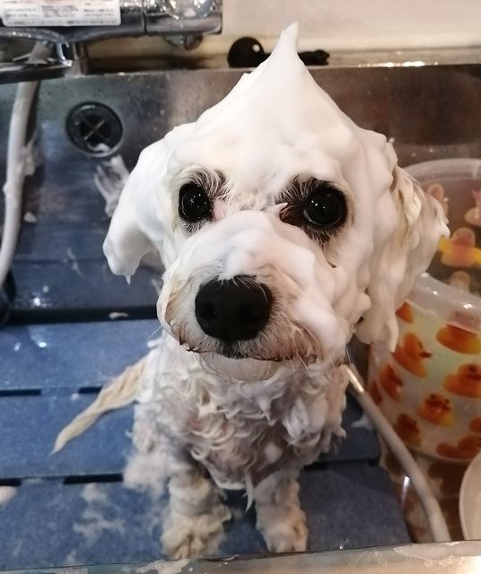 f:id:dogsalon-oluolu:20210501065609j:plain