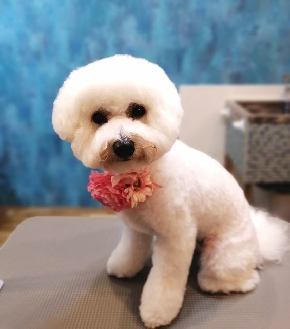 f:id:dogsalon-oluolu:20210501065627j:plain