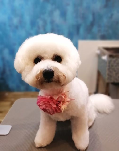 f:id:dogsalon-oluolu:20210501065638j:plain