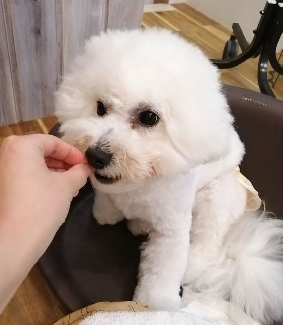 f:id:dogsalon-oluolu:20210501065652j:plain