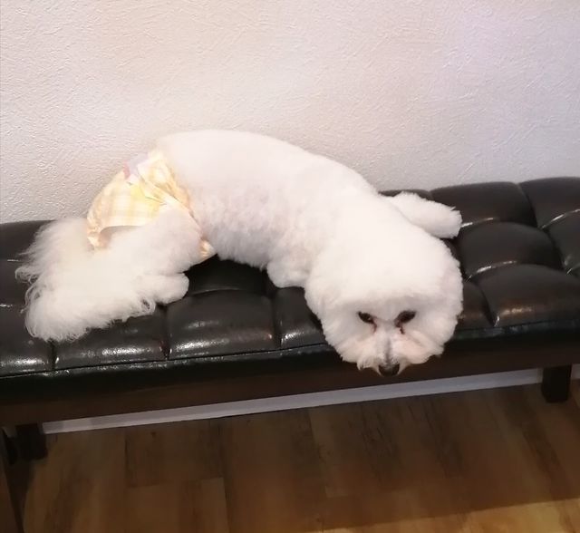 f:id:dogsalon-oluolu:20210501065709j:plain