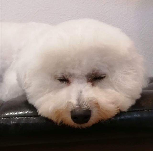 f:id:dogsalon-oluolu:20210501065753j:plain