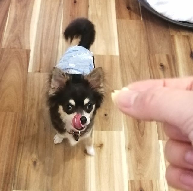 f:id:dogsalon-oluolu:20210502074912j:plain