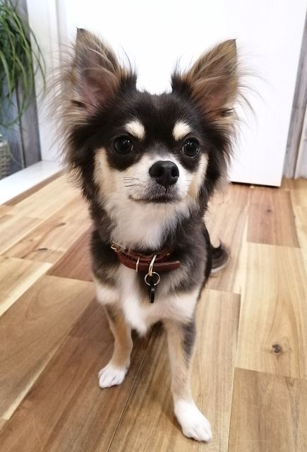 f:id:dogsalon-oluolu:20210502074926j:plain