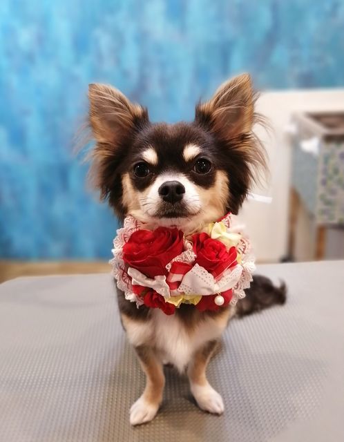 f:id:dogsalon-oluolu:20210502074953j:plain