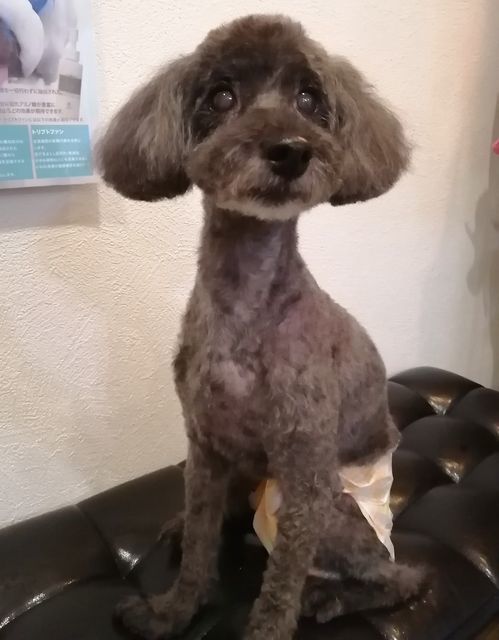 f:id:dogsalon-oluolu:20210509070100j:plain