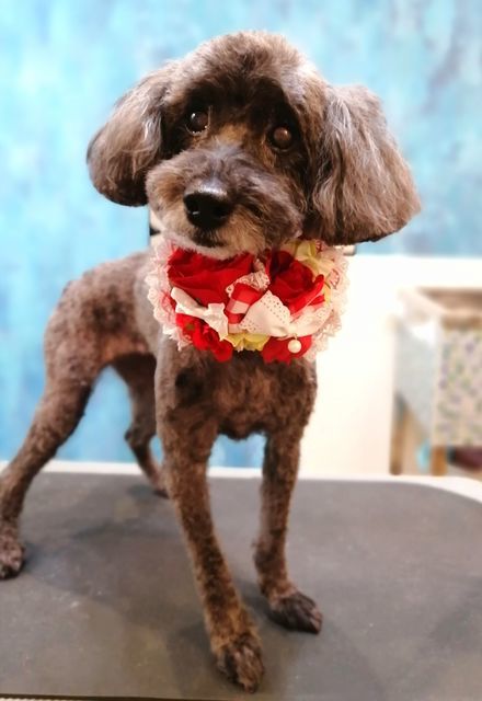 f:id:dogsalon-oluolu:20210509070206j:plain