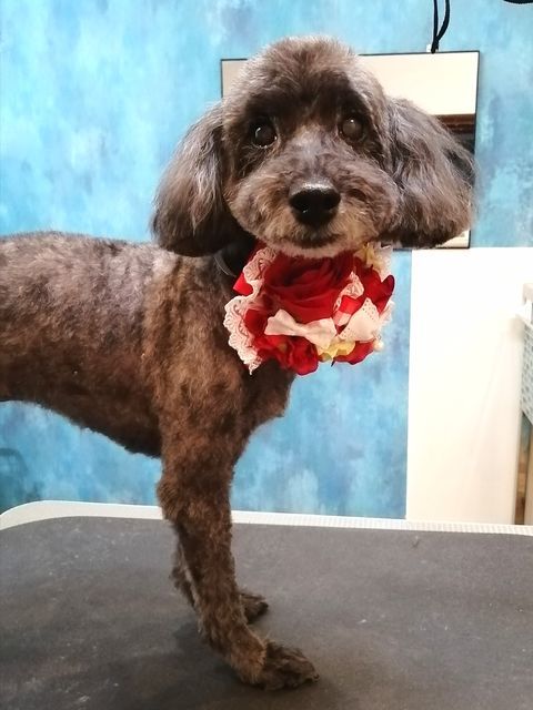 f:id:dogsalon-oluolu:20210509070332j:plain
