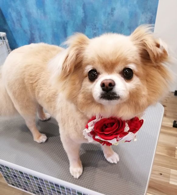 f:id:dogsalon-oluolu:20210510093115j:plain